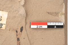 Foto (Detailsansicht) von Quercus palaeoilex Ettingshausen (NHMW-GEO-2024-0188-0936)
